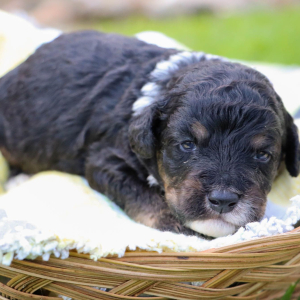 Bernedoodle Puppy Samson