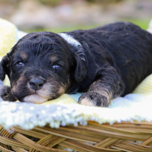 Bernedoodle Puppy Samson