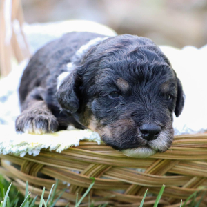 Bernedoodle Puppy Samson