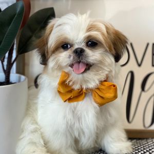 Shih Tzu Puppy Diner