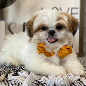 Shih Tzu Puppy Diner