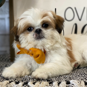 Shih Tzu Puppy Diner