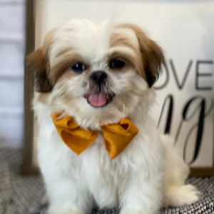 Shih Tzu Puppy Diner
