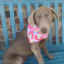Labrador Retriever Puppy Lacy