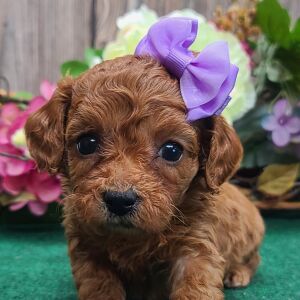 Cavapoo Puppy Sassy
