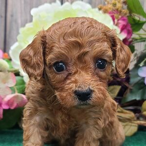 Cavapoo Puppy Sassy