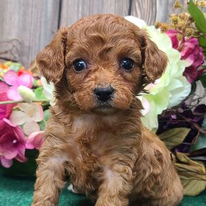 Cavapoo Puppy Sassy