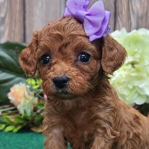 Cavapoo Puppy Sassy