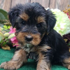 Yorkshire Terrier Puppy Justin