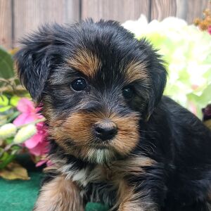 Yorkshire Terrier Puppy Justin