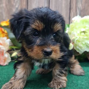 Yorkshire Terrier Puppy Justin