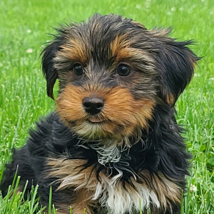 Yorkshire Terrier Puppy Justin