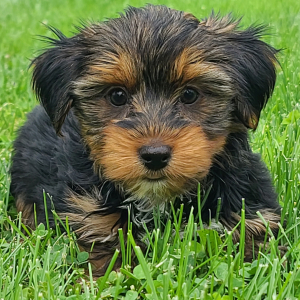 Yorkshire Terrier Puppy Justin