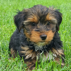 Yorkshire Terrier Puppy Justin