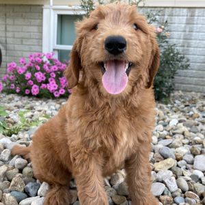 Goldendoodle Puppy Shawn