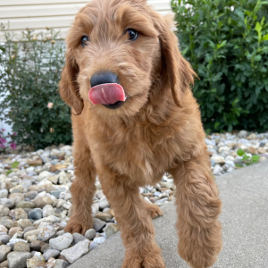 Goldendoodle Puppy Shawn