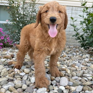 Goldendoodle Puppy Shawn
