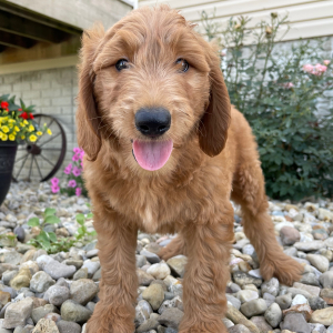 Goldendoodle Puppy Shawn