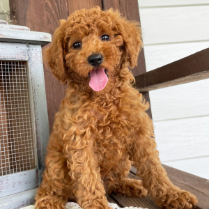 Poodle Puppy Jace