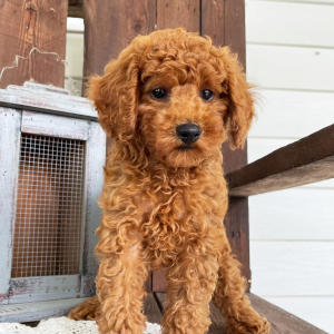 Poodle Puppy Jace