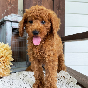 Poodle Puppy Jace