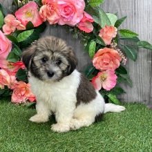Havanese Puppy Ozzy