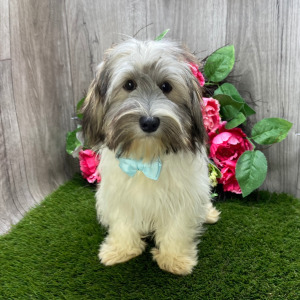 Havanese Puppy Ozzy