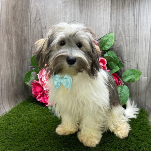Havanese Puppy Ozzy