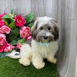 Havanese Puppy Ozzy