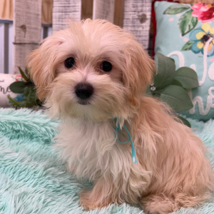 Morkie Puppy Eddie