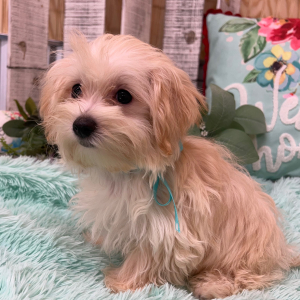 Morkie Puppy Eddie