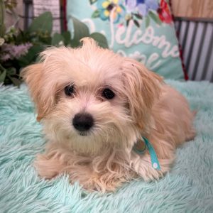 Morkie Puppy Eddie