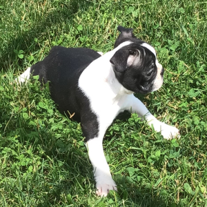 Boston Terrier Puppy Akin