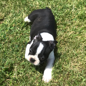 Boston Terrier Puppy Akin