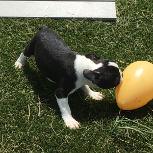 Boston Terrier Puppy Akin