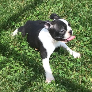 Boston Terrier Puppy Akin