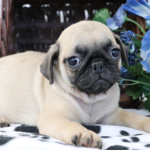 Pug Puppy Alfonso