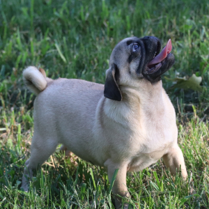 Pug Puppy Alfonso