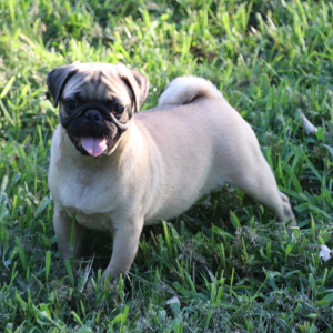Pug Puppy Alfonso