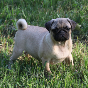 Pug Puppy Alfonso