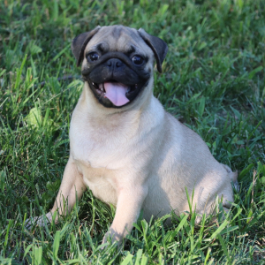 Pug Puppy Alfonso