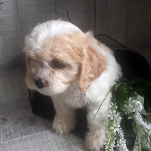 Cavachon Puppy Summer
