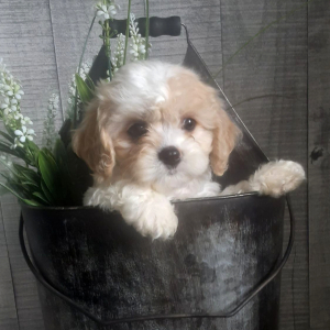 Cavachon Puppy Summer