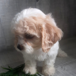 Cavachon Puppy Summer