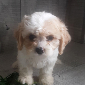 Cavachon Puppy Summer