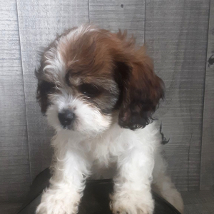 Cavachon Puppy June
