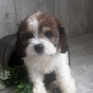 Cavachon Puppy June