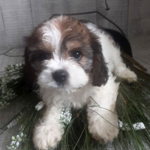 Cavachon Puppy June