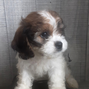Cavachon Puppy June