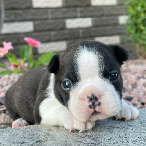 Boston Terrier Puppy Annie